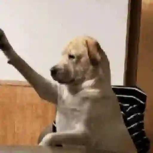 🎵 TIKTOKeando 44🎵