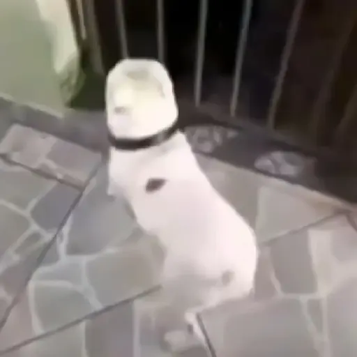 🎵 TIKTOKeando 44🎵