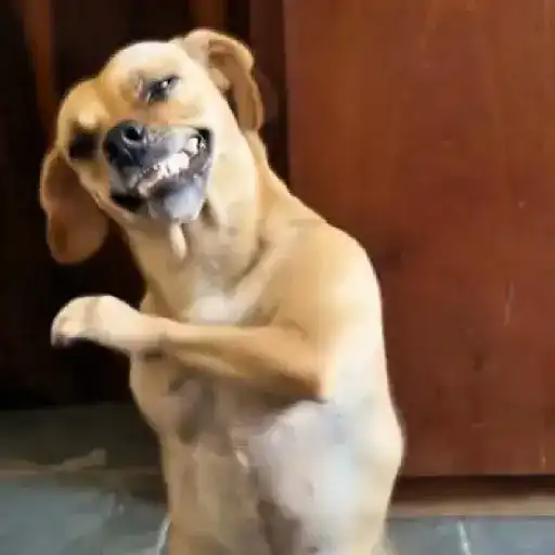 🎵 TIKTOKeando 44🎵