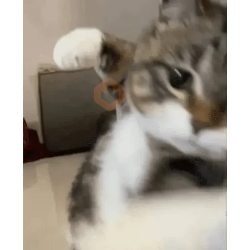 TIKTOK REACTION CAT sticker 14