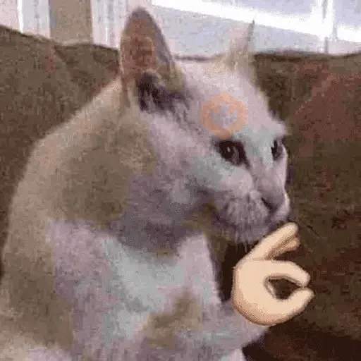 TIKTOK REACTION CAT sticker 11