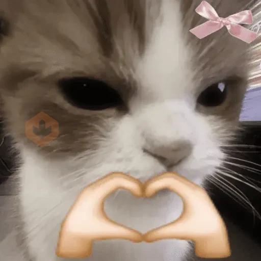 TIKTOK REACTION CAT sticker 12