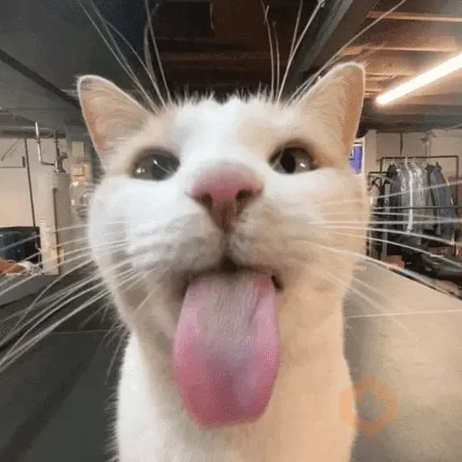 TIKTOK REACTION CAT sticker 15