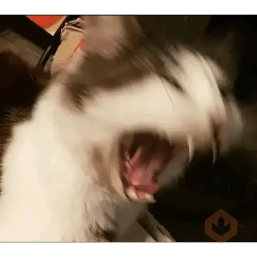TIKTOK REACTION CAT sticker 13