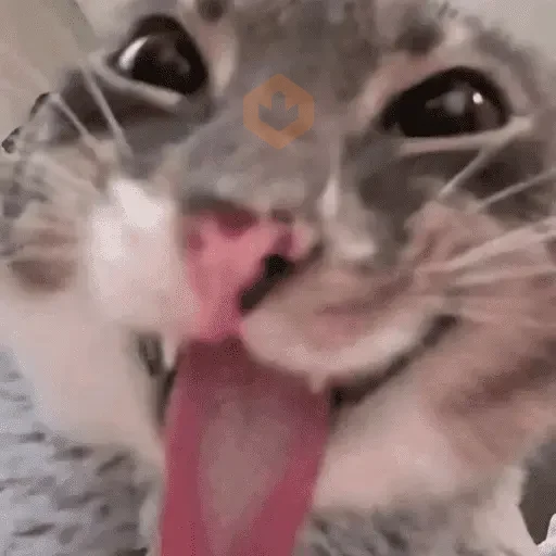 Tiktok meme ¡ . 👤 : : ? ¿ sticker 16