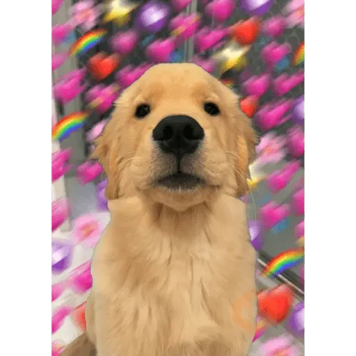 Amor sticker 16