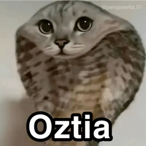 🛝🤸🏻 MEMES 19 🤸🏻‍♀️🛝Tendencias🔥