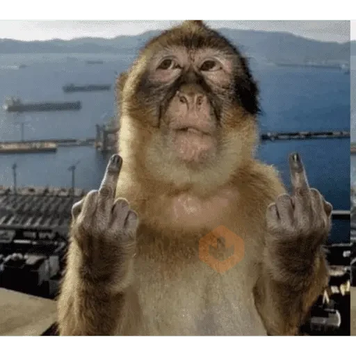 macaco la sticker 13