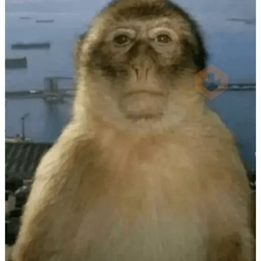 macaco la sticker 12