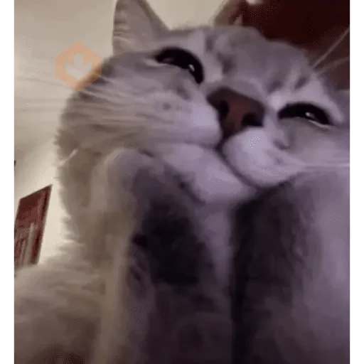 figurinhas tiktok sticker 11