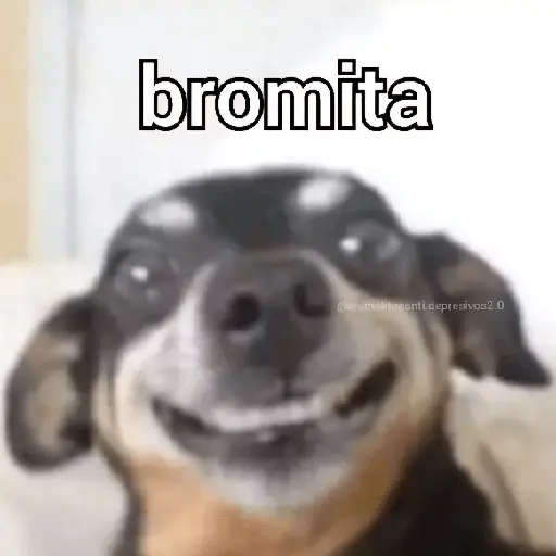 Animalitos RANDOM 🐶