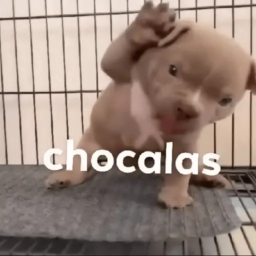 Animalitos RANDOM 🐶