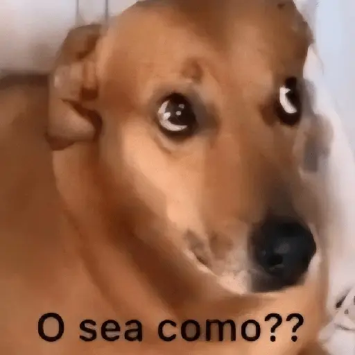 Animalitos RANDOM 🐶