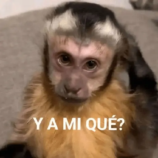 Animalitos RANDOM 🐶