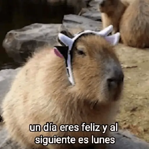 Animalitos RANDOM 🐶
