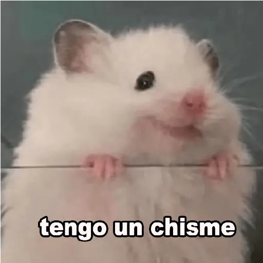 Animalitos RANDOM 🐶