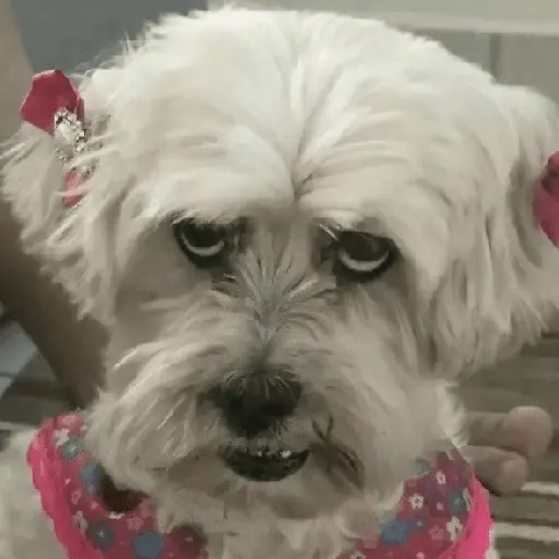 Animalitos RANDOM 🐶