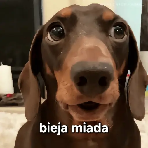 Animalitos RANDOM 🐶