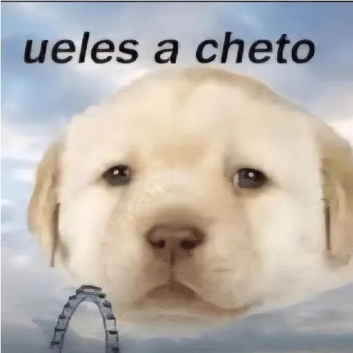 Animalitos RANDOM 🐶