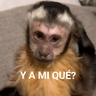 Animalitos RANDOM 🐶