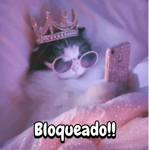 Reaccion gatuna San Valentín♥️