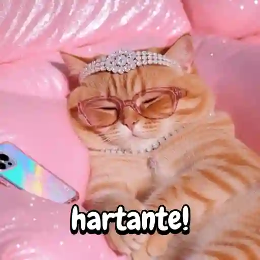 Reaccion gatuna San Valentín♥️ preview