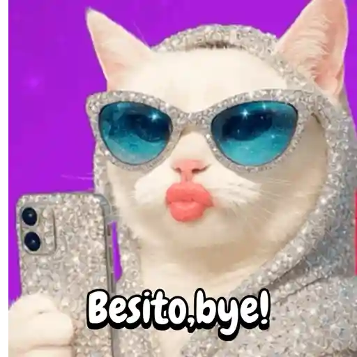 Reaccion gatuna San Valentín♥️
