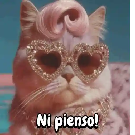 Reaccion gatuna San Valentín♥️