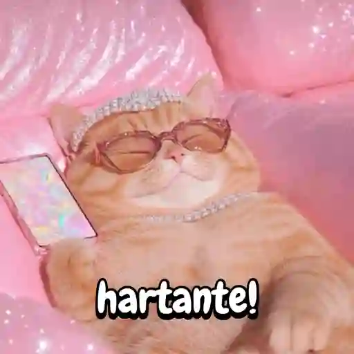 Reaccion gatuna San Valentín♥️