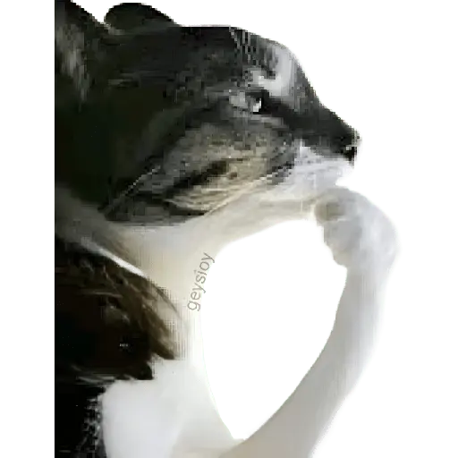 ✨ Memes mix 10 🪄 🔥