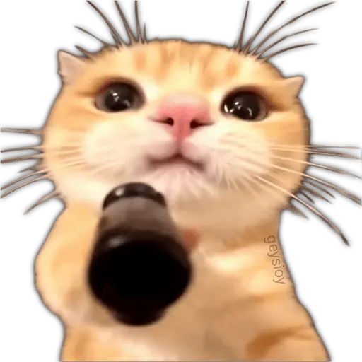 ✨ Memes mix 10 🪄 🔥