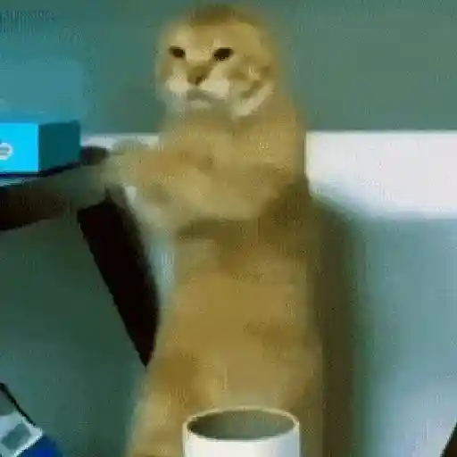 🐈‍⬛🐈😡 GATOS ENOJADOS 😡🐈🐈‍⬛