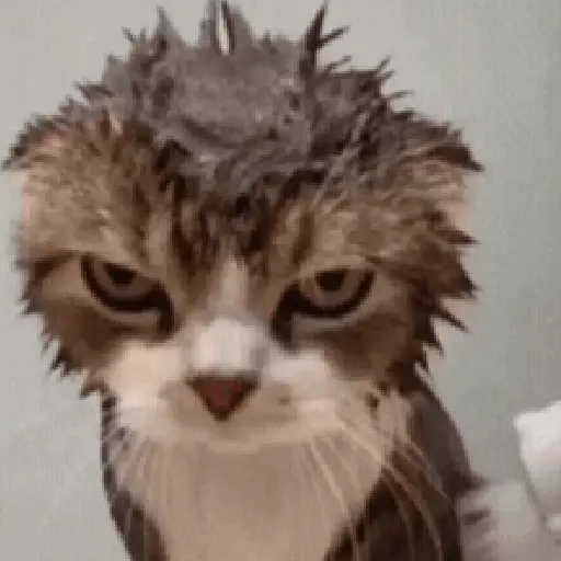 🐈‍⬛🐈😡 GATOS ENOJADOS 😡🐈🐈‍⬛