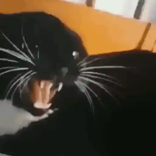 🐈‍⬛🐈😡 GATOS ENOJADOS 😡🐈🐈‍⬛