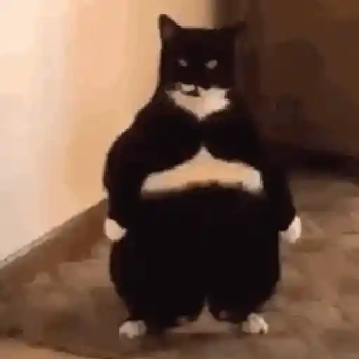 🐈‍⬛🐈😡 GATOS ENOJADOS 😡🐈🐈‍⬛