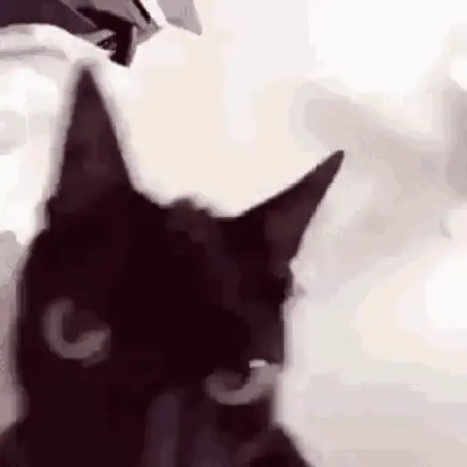 🐈‍⬛🐈😡 GATOS ENOJADOS 😡🐈🐈‍⬛