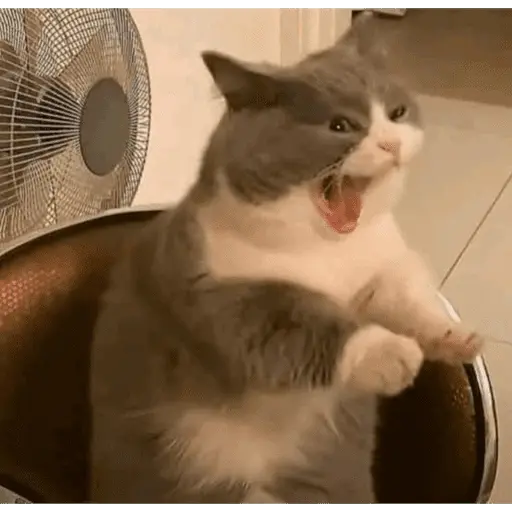 Tik tok memes 