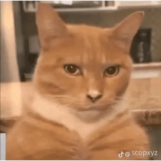 Tik tok memes 