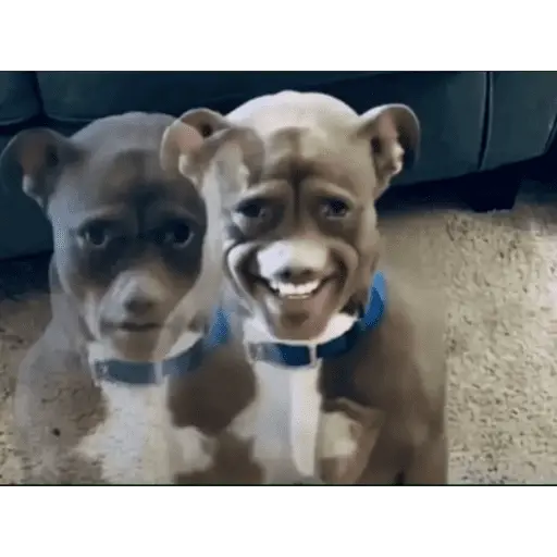 Tik tok memes 