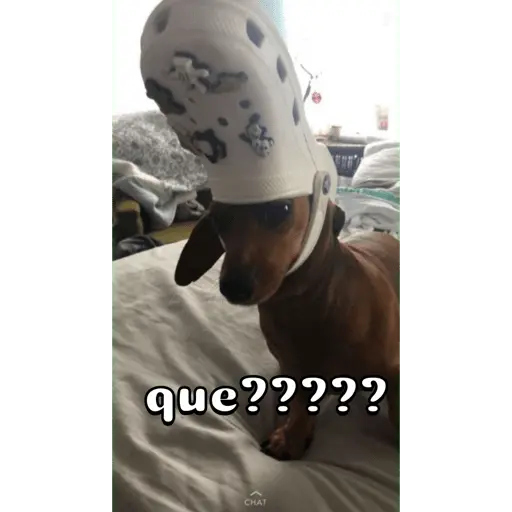 Perro salchicha