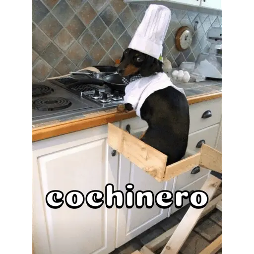 Perro salchicha
