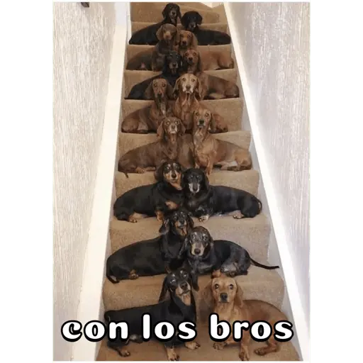 Perro salchicha