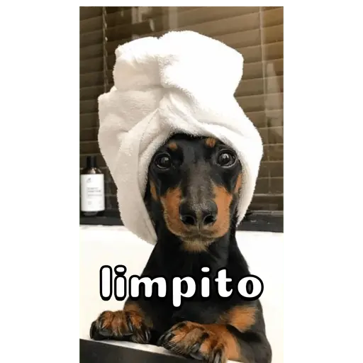 Perro salchicha