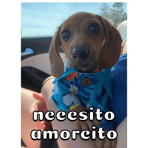 Perro salchicha