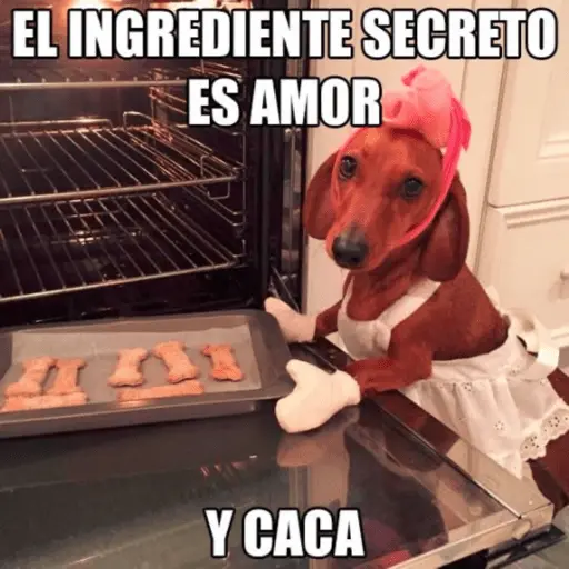 Perro salchicha