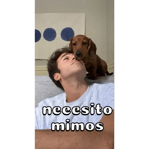Perro salchicha