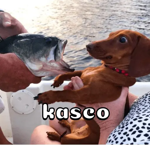 Perro salchicha