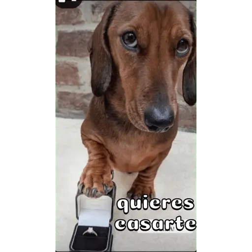 Perro salchicha