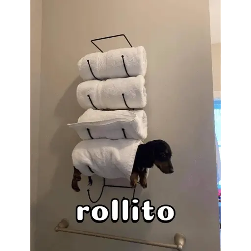 Perro salchicha