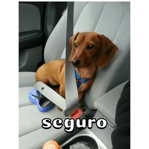Perro salchicha